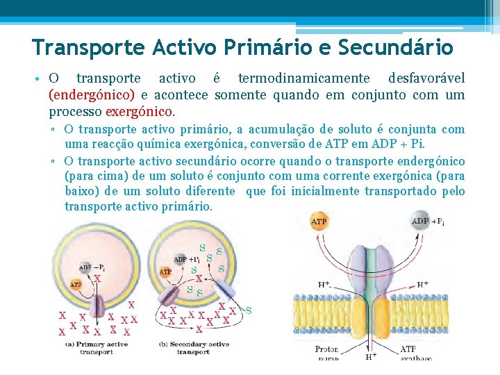 Transporte Activo Primário e Secundário • O transporte activo é termodinamicamente desfavorável (endergónico) e