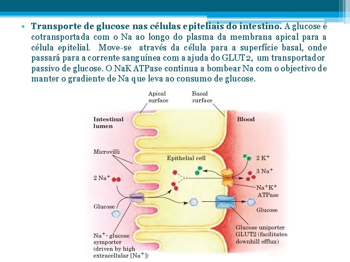  • Transporte de glucose nas células epiteliais do intestino. A glucose é cotransportada