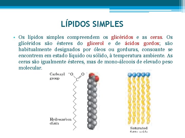 LÍPIDOS SIMPLES • Os lípidos simples compreendem os glicéridos e as ceras. Os glícéridos