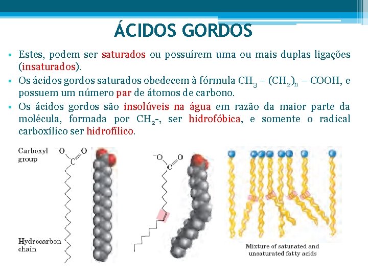 ÁCIDOS GORDOS • Estes, podem ser saturados ou possuírem uma ou mais duplas ligações