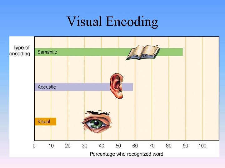 Visual Encoding 