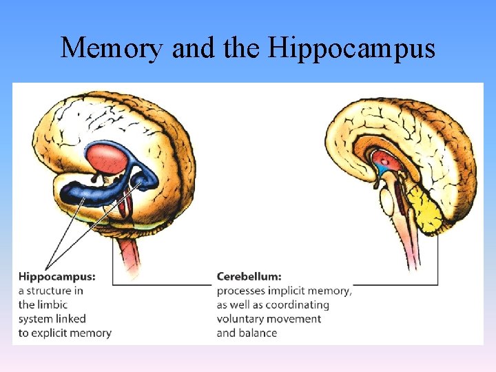 Memory and the Hippocampus 