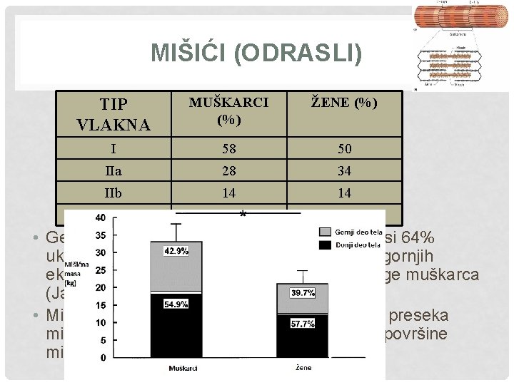 MIŠIĆI (ODRASLI) TIP VLAKNA MUŠKARCI (%) ŽENE (%) I 58 50 IIa 28 34