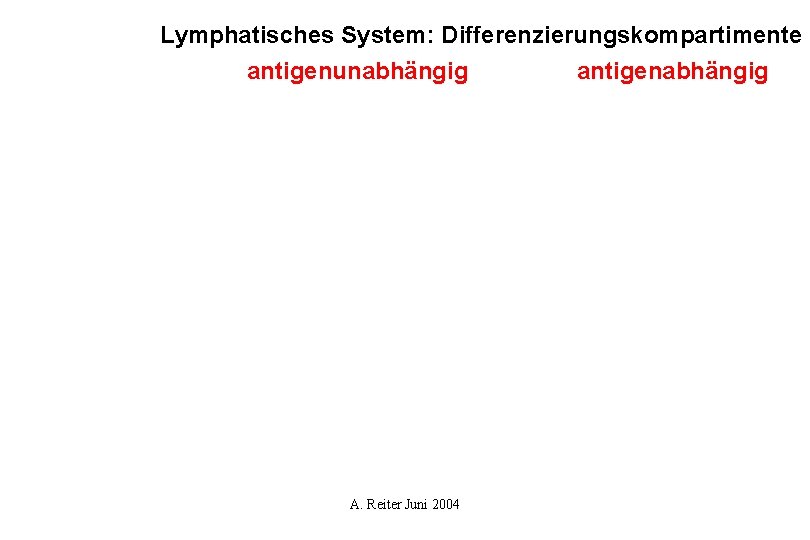 Lymphatisches System: Differenzierungskompartimente antigenunabhängig antigenabhängig A. Reiter Juni 2004 