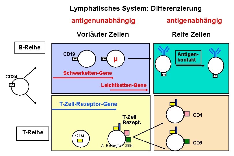 Lymphatisches System: Differenzierung antigenunabhängig Vorläufer Zellen antigenabhängig Reife Zellen B-Reihe CD 19 Antigenkontakt µ