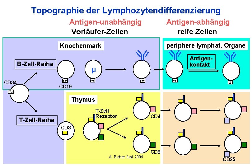 Topographie der Lymphozytendifferenzierung Antigen-unabhängig Vorläufer-Zellen Antigen-abhängig reife Zellen periphere lymphat. Organe Knochenmark B-Zell-Reihe CD