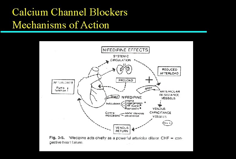 Calcium Channel Blockers Mechanisms of Action 