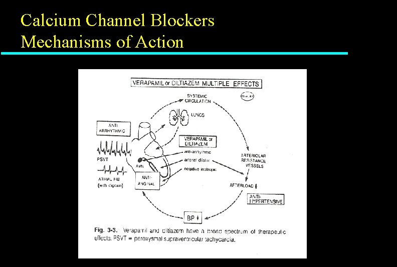 Calcium Channel Blockers Mechanisms of Action Calcium Channel Blockers Mechanisms of Action