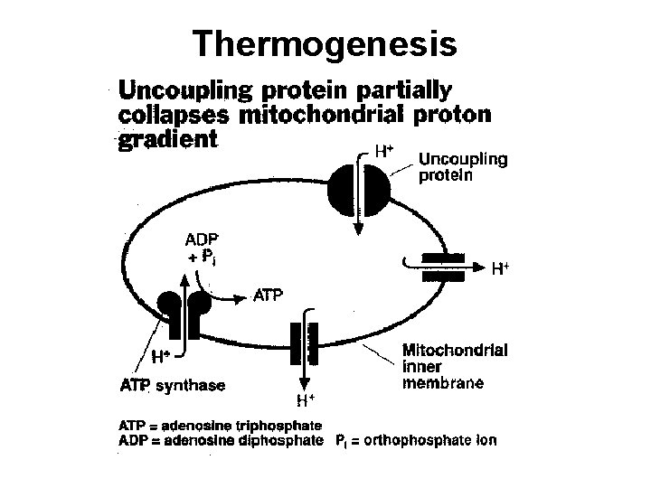 Thermogenesis 