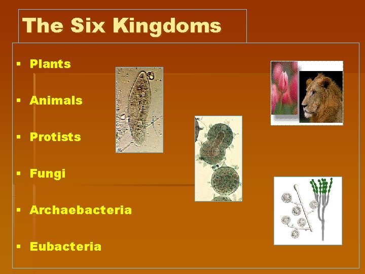 The Six Kingdoms § Plants § Animals § Protists § Fungi § Archaebacteria §