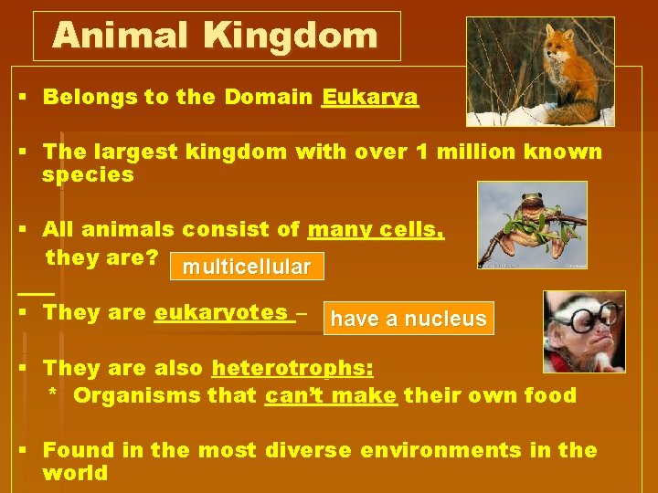 Animal Kingdom § Belongs to the Domain Eukarya § The largest kingdom with over