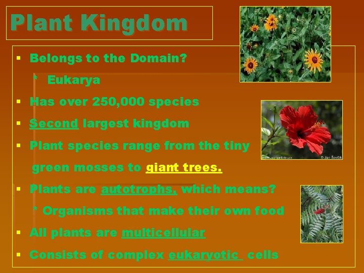 Plant Kingdom § Belongs to the Domain? * Eukarya § Has over 250, 000