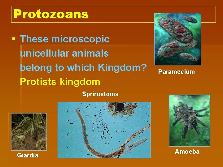 Protozoans § These microscopic unicellular animals belong to which Kingdom? Protists kingdom Paramecium Sprirostoma