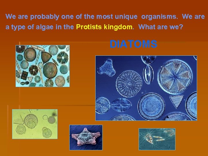 We are probably one of the most unique organisms. We are a type of
