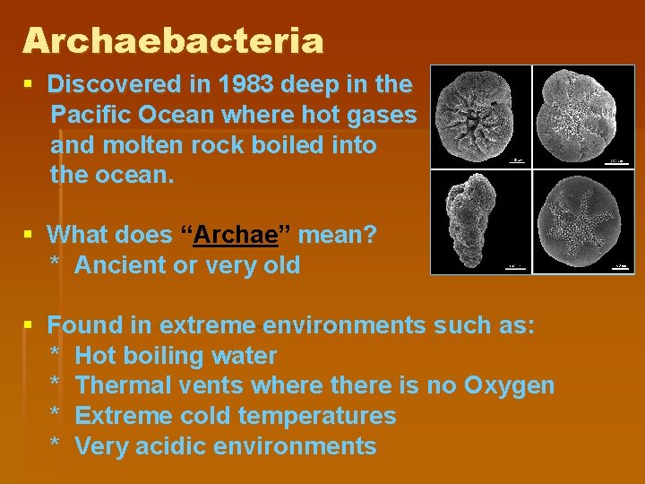 Archaebacteria § Discovered in 1983 deep in the Pacific Ocean where hot gases and