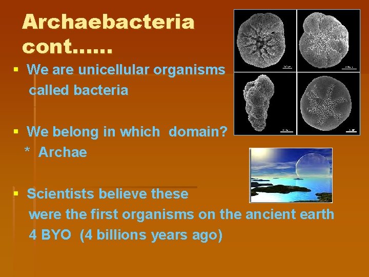 Archaebacteria cont…… § We are unicellular organisms called bacteria § We belong in which