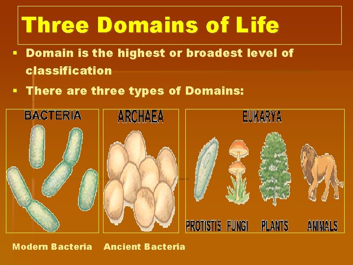 - Domains and Kingdoms Three Domains of Life § Domain is the highest or