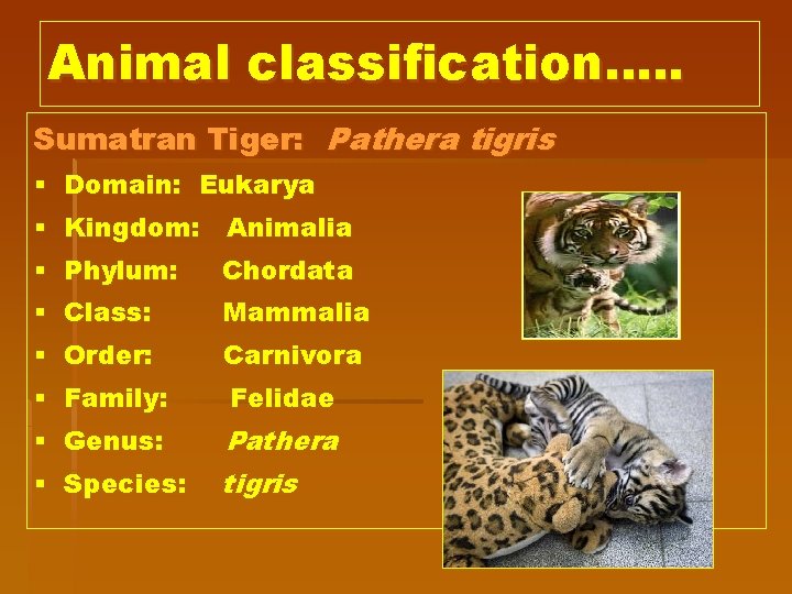 Animal classification…. . Sumatran Tiger: Pathera tigris § Domain: Eukarya § Kingdom: Animalia §