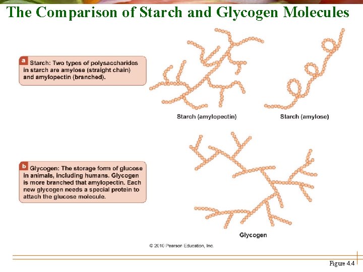 The Comparison of Starch and Glycogen Molecules Figure 4. 4 