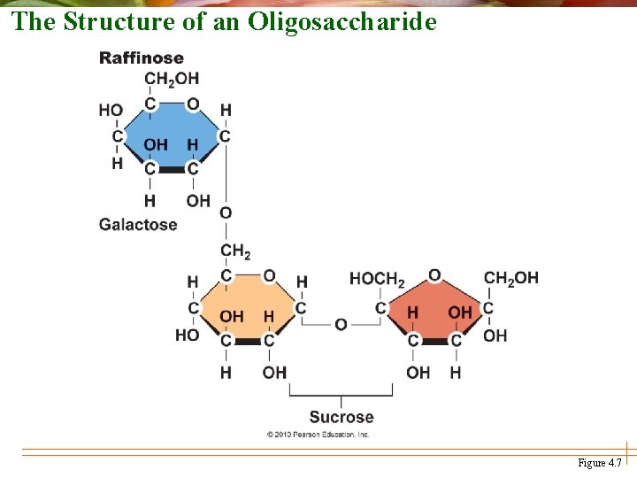 The Structure of an Oligosaccharide Figure 4. 7 
