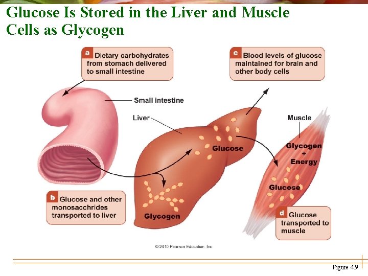 Glucose Is Stored in the Liver and Muscle Cells as Glycogen Figure 4. 9