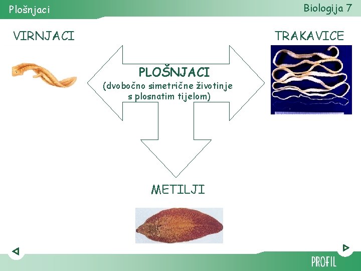 Biologija 7 Plošnjaci VIRNJACI TRAKAVICE PLOŠNJACI (dvobočno simetrične životinje s plosnatim tijelom) METILJI 