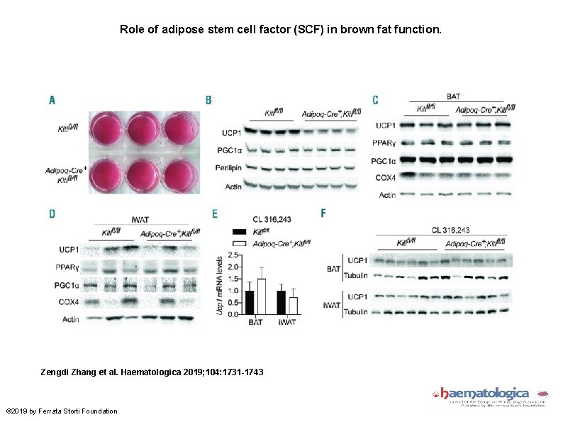 Role of adipose stem cell factor (SCF) in brown fat function. Zengdi Zhang et