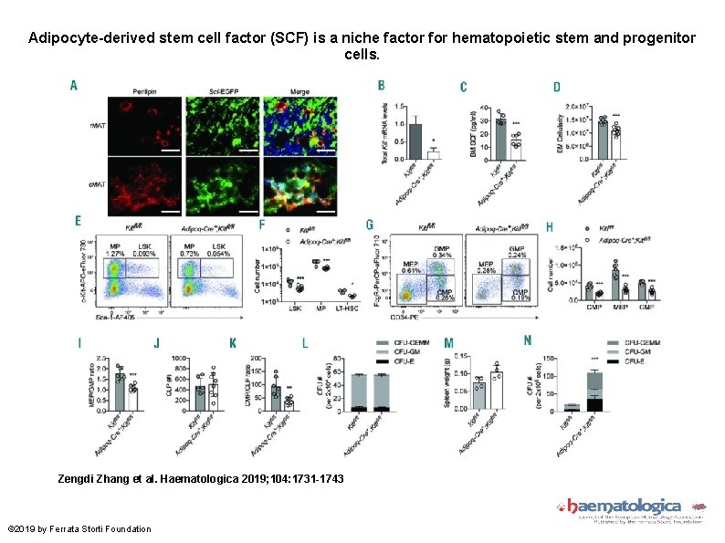 Adipocyte-derived stem cell factor (SCF) is a niche factor for hematopoietic stem and progenitor