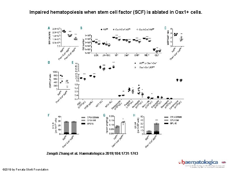 Impaired hematopoiesis when stem cell factor (SCF) is ablated in Osx 1+ cells. Zengdi