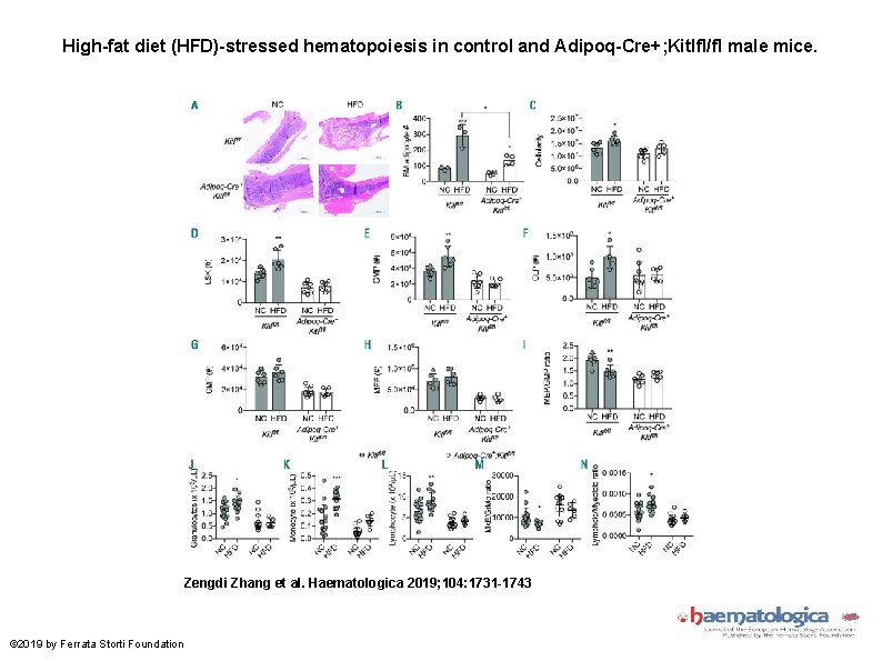 High-fat diet (HFD)-stressed hematopoiesis in control and Adipoq-Cre+; Kitlfl/fl male mice. Zengdi Zhang et