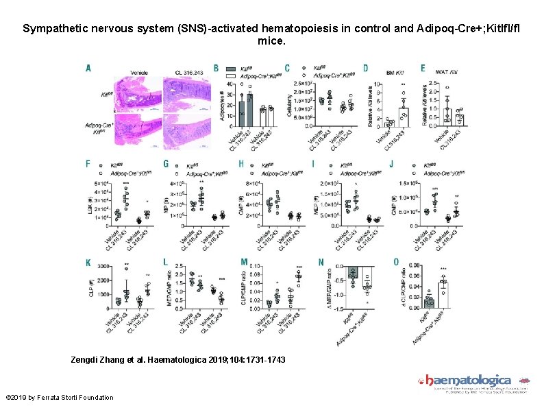 Sympathetic nervous system (SNS)-activated hematopoiesis in control and Adipoq-Cre+; Kitlfl/fl mice. Zengdi Zhang et