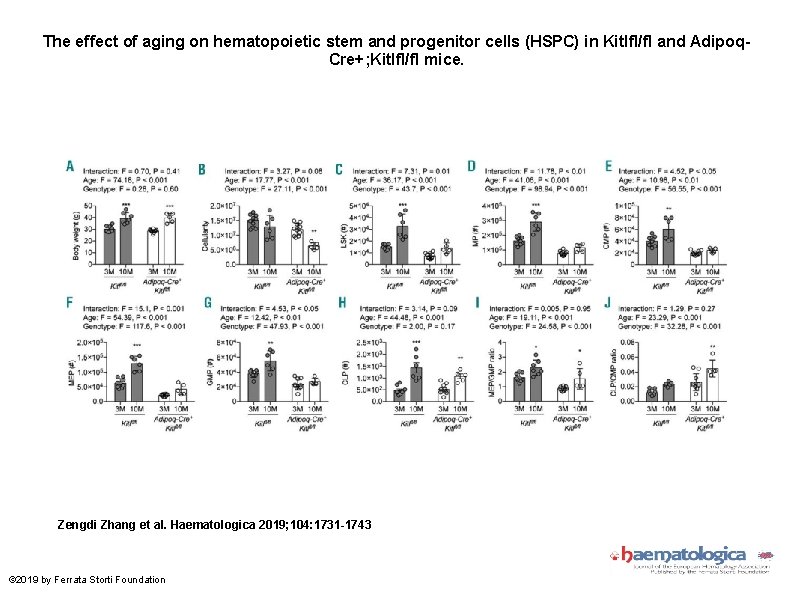 The effect of aging on hematopoietic stem and progenitor cells (HSPC) in Kitlfl/fl and