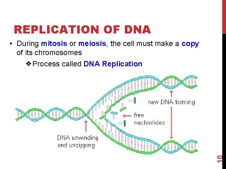 REPLICATION OF DNA 10 • During mitosis or meiosis, the cell must make a