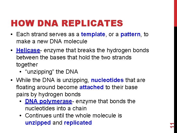  • Each strand serves as a template, or a pattern, to make a