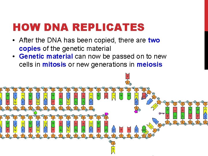 HOW DNA REPLICATES 13 • After the DNA has been copied, there are two