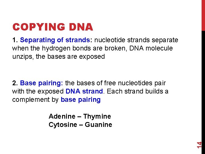 COPYING DNA 1. Separating of strands: nucleotide strands separate when the hydrogen bonds are