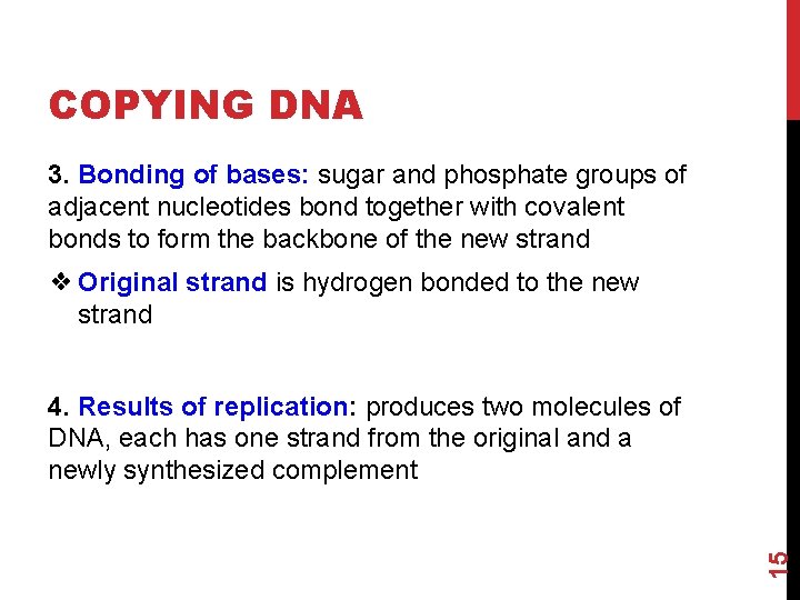 COPYING DNA 3. Bonding of bases: sugar and phosphate groups of adjacent nucleotides bond