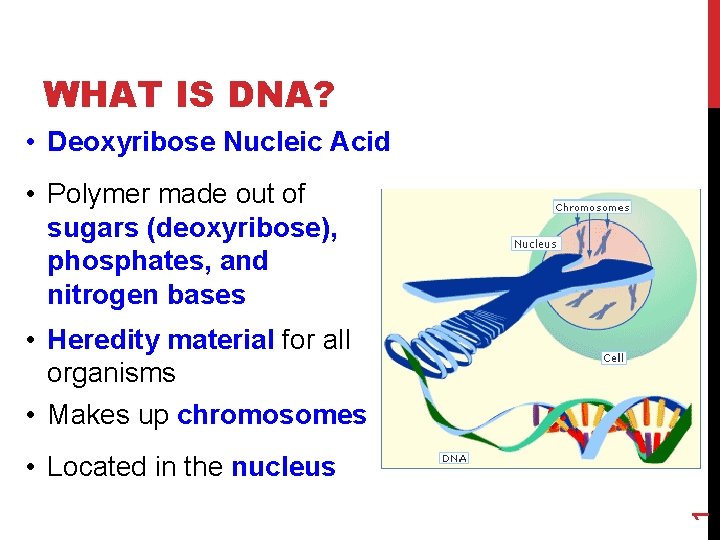 WHAT IS DNA? • Deoxyribose Nucleic Acid • Polymer made out of sugars (deoxyribose),