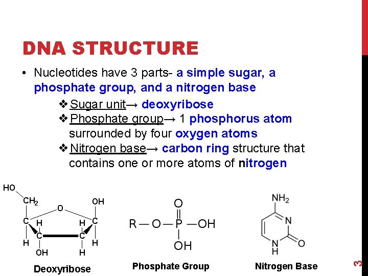 DNA STRUCTURE Phosphate Group Nitrogen Base 3 • Nucleotides have 3 parts- a simple