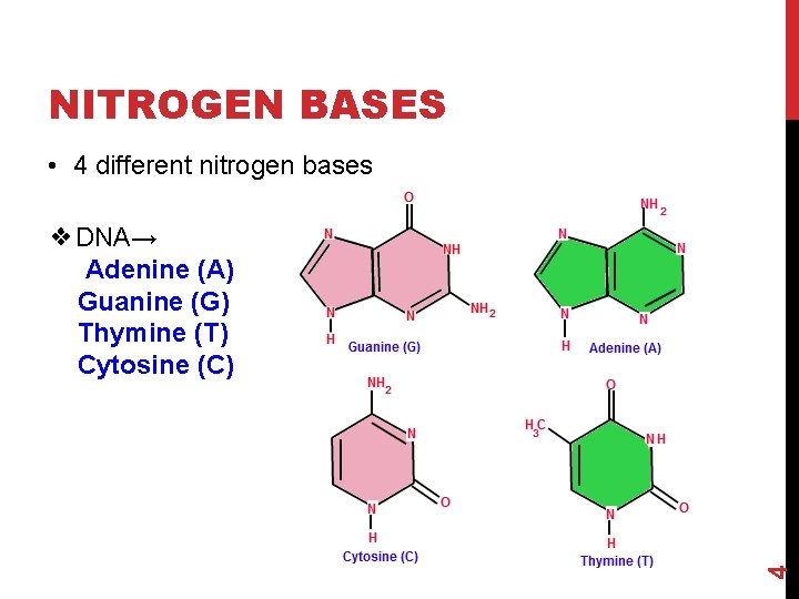 NITROGEN BASES • 4 different nitrogen bases 4 ❖DNA→ Adenine (A) Guanine (G) Thymine