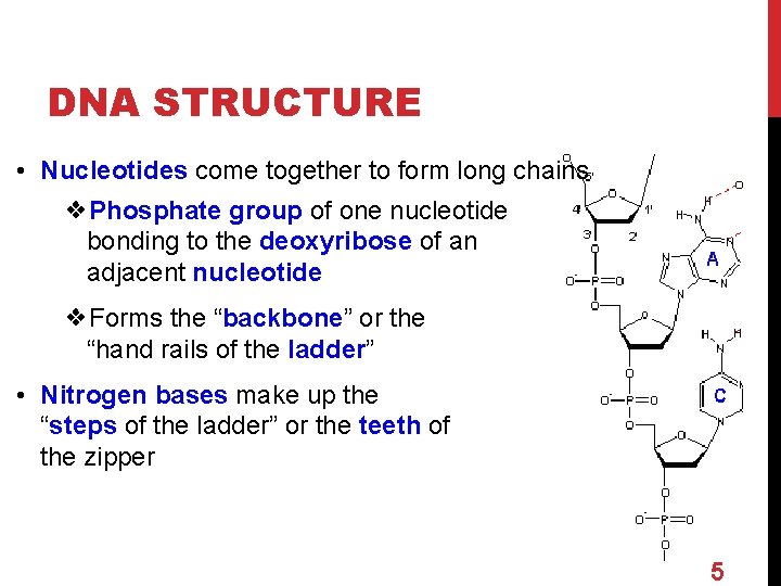 DNA STRUCTURE • Nucleotides come together to form long chains ❖Phosphate group of one