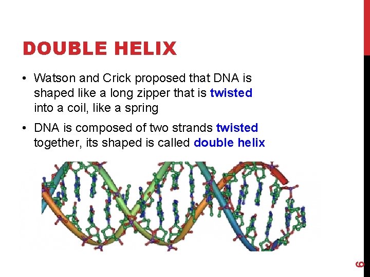 DOUBLE HELIX • Watson and Crick proposed that DNA is shaped like a long