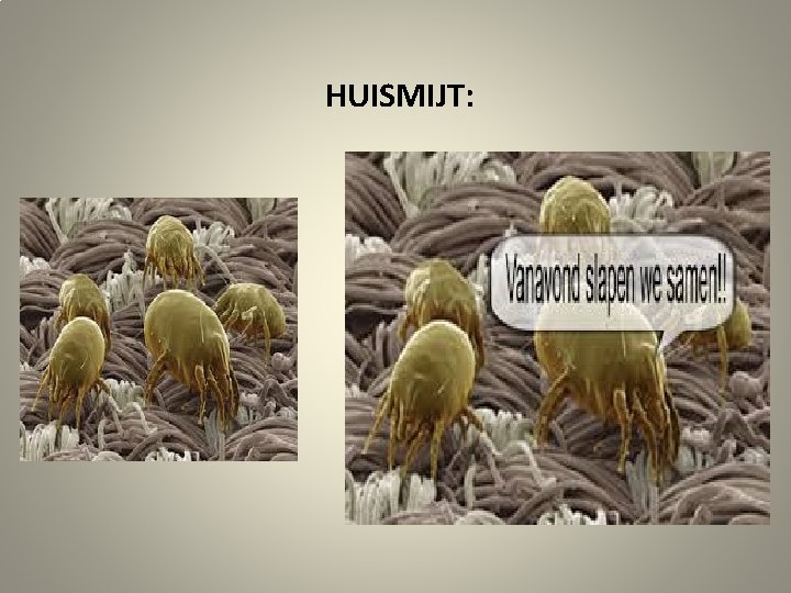 HUISMIJT: 