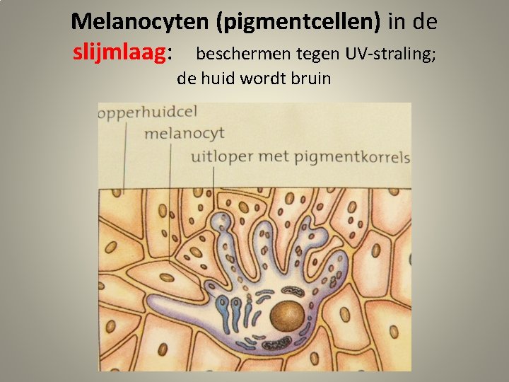 Melanocyten (pigmentcellen) in de slijmlaag: beschermen tegen UV-straling; de huid wordt bruin 