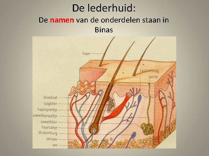 De lederhuid: De namen van de onderdelen staan in Binas 