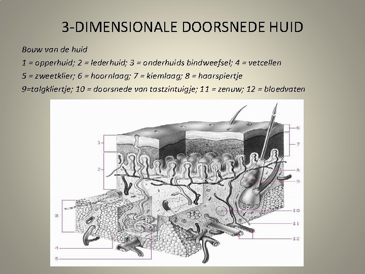 3 -DIMENSIONALE DOORSNEDE HUID Bouw van de huid 1 = opperhuid; 2 = lederhuid;