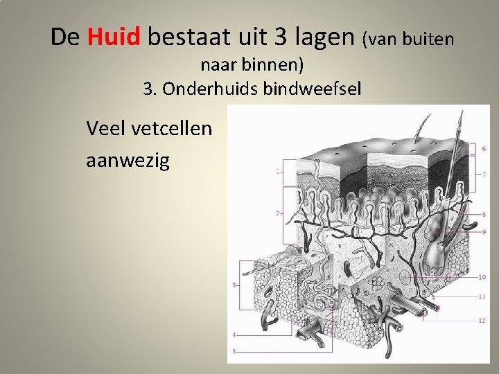 De Huid bestaat uit 3 lagen (van buiten naar binnen) 3. Onderhuids bindweefsel Veel