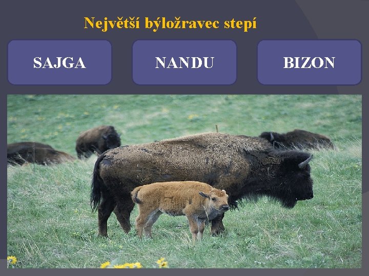 Největší býložravec stepí SAJGA NANDU BIZON 