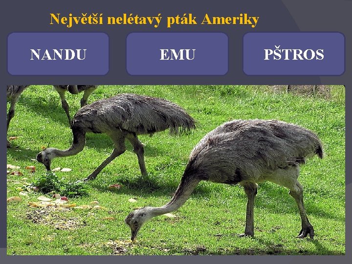 Největší nelétavý pták Ameriky NANDU EMU PŠTROS 