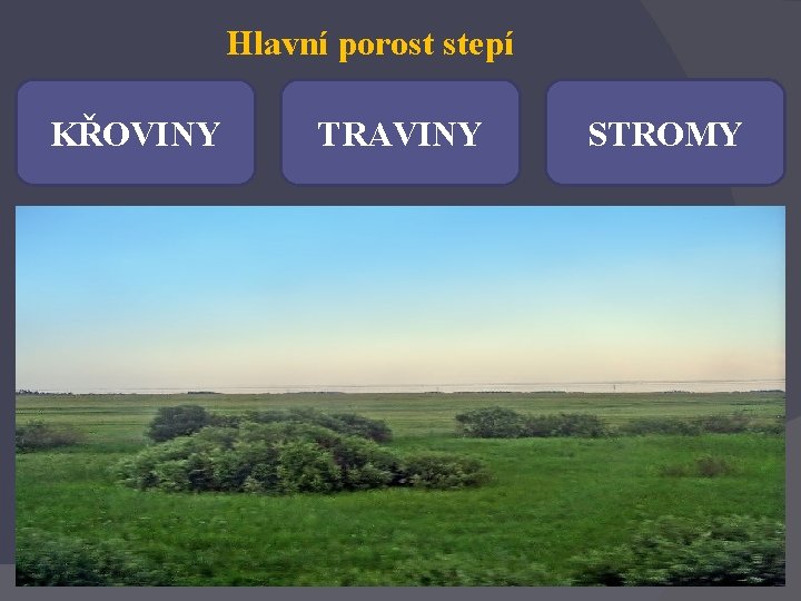 Hlavní porost stepí KŘOVINY TRAVINY STROMY 